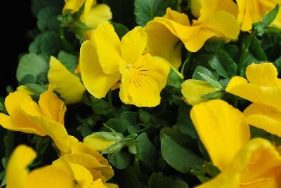 Delta Premium™ Pansy, Large Flowered Pure Golden Yellow 