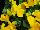 Delta Premium™ Pansy, Large Flowered Pure Golden Yellow 