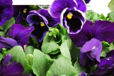 Delta Premium™ Pansy, Large Flowered Deep Blue 