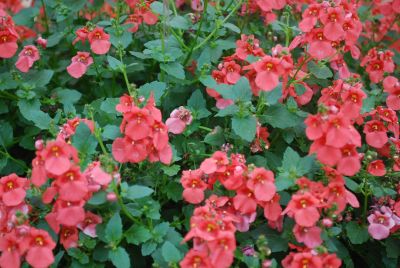 Darla&reg; Diascia barberae Deep Salmon '11 