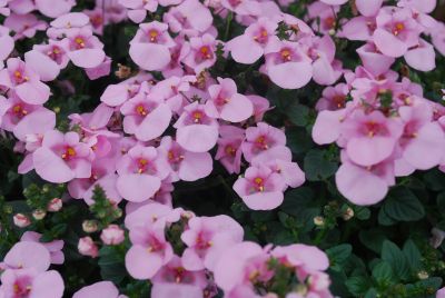 Darla&reg; Diascia barberae Light Pink 