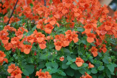 Darla&reg; Diascia barberae Orange 
