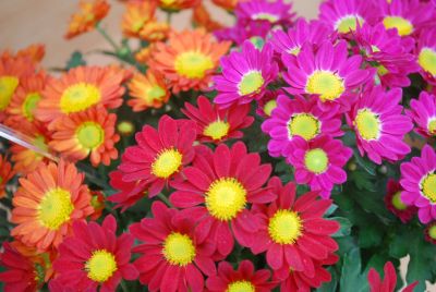 Syngenta Flowers, Inc.: Fleurette™ Chrysanthemum 