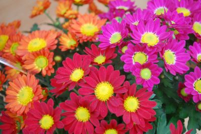 Syngenta Flowers, Inc.: Fleurette™ Chrysanthemum 