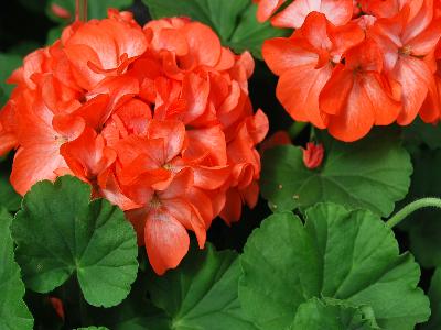 Pinto Premium Geranium Orange Bicolor 