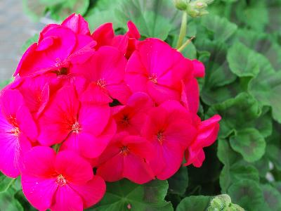 Pinto Premium Geranium Violet 