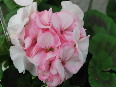 Pinto Premium Geranium White to Rose 