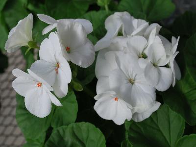 Syngenta Flowers, Inc.: Pinto Premium Geranium White 