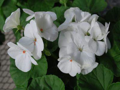 Pinto Premium Geranium White 