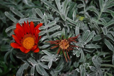 Kiss&trade; Gazania Frosty Red 
