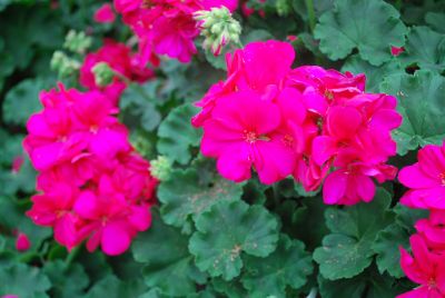 Syngenta Flowers, Inc.: Calliope® Geranium Hot Pink 