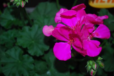 Syngenta Flowers, Inc.: Calliope® Geranium Lavender Rose 