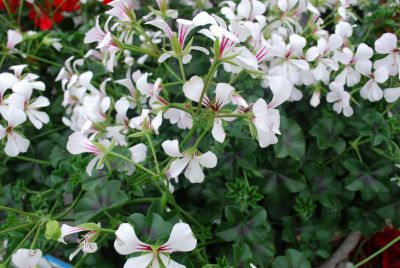 Syngenta Flowers, Inc.: Cascase Geranium White 