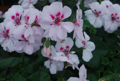 Syngenta Flowers, Inc.: Contessa™ Geranium White 