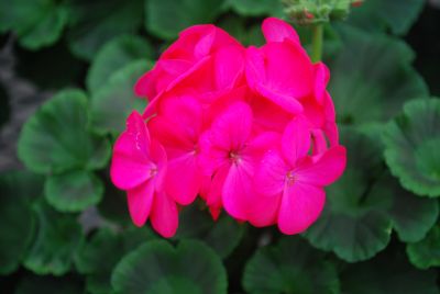 Maverick™ Geranium Rose 