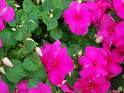 Syngenta Flowers, Inc.: Accent Premium Impatiens Rose 