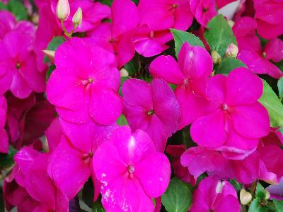 Syngenta Flowers, Inc.: Accent Premium Impatiens Violet 