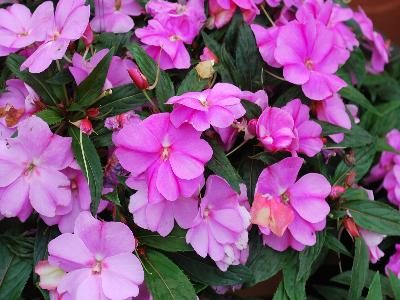 Syngenta Flowers, Inc.: Florific Impatiens Lavender 