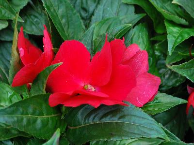 Syngenta Flowers, Inc.: Florific Impatiens Red 