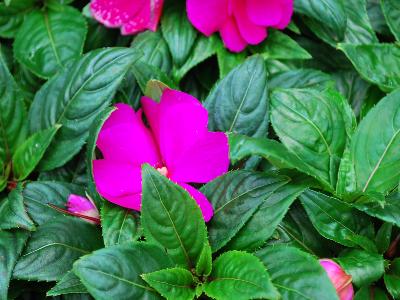 Florific Impatiens Violet 