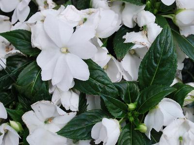 Syngenta Flowers, Inc.: Florific Impatiens White 