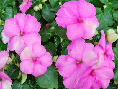 Syngenta Flowers, Inc.: Xtreme Impatiens Pink 