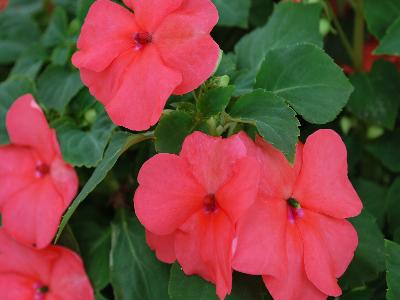 Xtreme Impatiens Salmon 