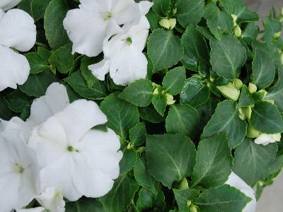 Xtreme Impatiens White 