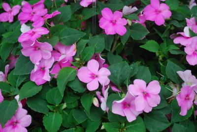 Tumbler™ Impatiens spreading Pink 