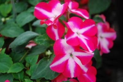 Tumbler™ Impatiens spreading Rose Star 