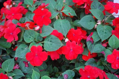 Tumbler™ Impatiens spreading Scarlet 