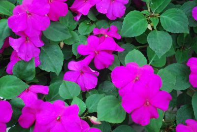 Syngenta Flowers, Inc.: Tumbler™ Impatiens Violet 