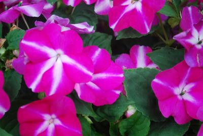 Tumbler™ Impatiens spreading Violet Star 