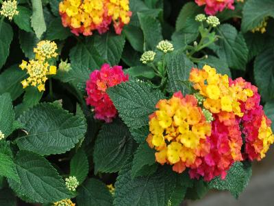 Bandana® Lantana Rose IMP 