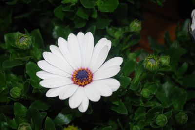 Asti™ Osteospermum White 