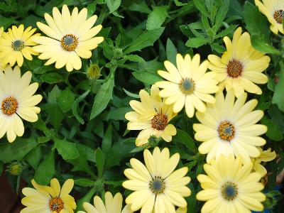 Tradewinds® Osteospermum ecklonis Yellow 