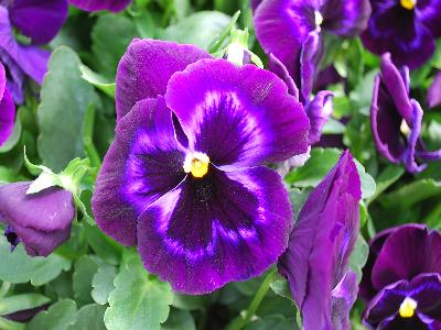Syngenta Flowers, Inc.: Colossus Pansy Neon Violet 