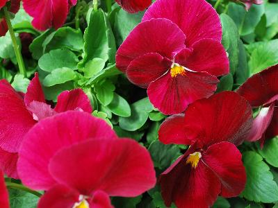 Syngenta Flowers, Inc.: Colossus Pansy Pure Rose 