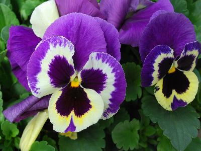 Syngenta Flowers, Inc.: Colossus Pansy Tricolor 