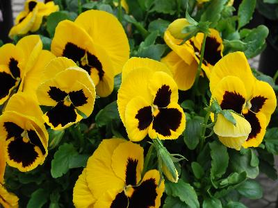 Syngenta Flowers, Inc.: Colossus Pansy Yellow with Blotch 