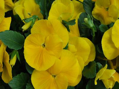 Syngenta Flowers, Inc.: Delta Premium Pansy Pure Golden Yellow 