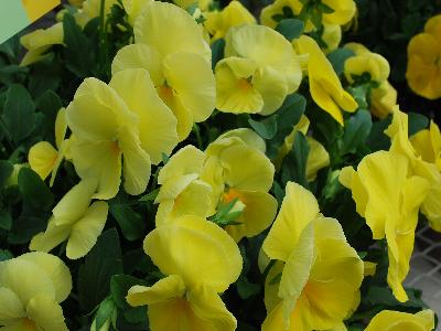 Syngenta Flowers, Inc.: Delta Premium Pansy Pure Lemon 