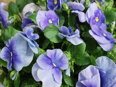 Syngenta Flowers, Inc.: Delta Premium Pansy Pure Light Blue 