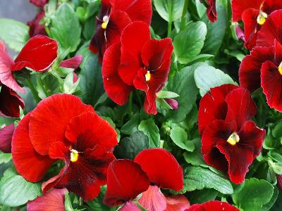 Syngenta Flowers, Inc.: Delta Premium Pansy Red with Blotch 