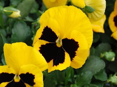 Syngenta Flowers, Inc.: Karma Pansy Yellow with Blotch 