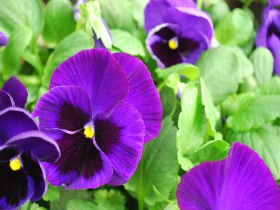 Syngenta Flowers, Inc.: Mammoth Pansy Deep Blue Dazzle 