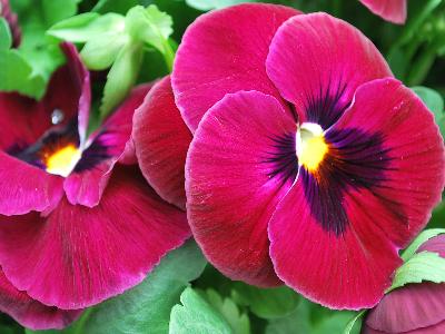 Syngenta Flowers, Inc.: Mammoth Pansy Rocky Rose 