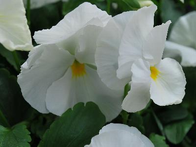 Syngenta Flowers, Inc.: Mammoth Pansy White Hot 