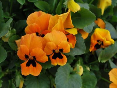 Syngenta Flowers, Inc.: Mariposa Pansy Orange with Blotch 