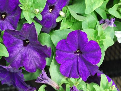 Damask Petunia Blue 